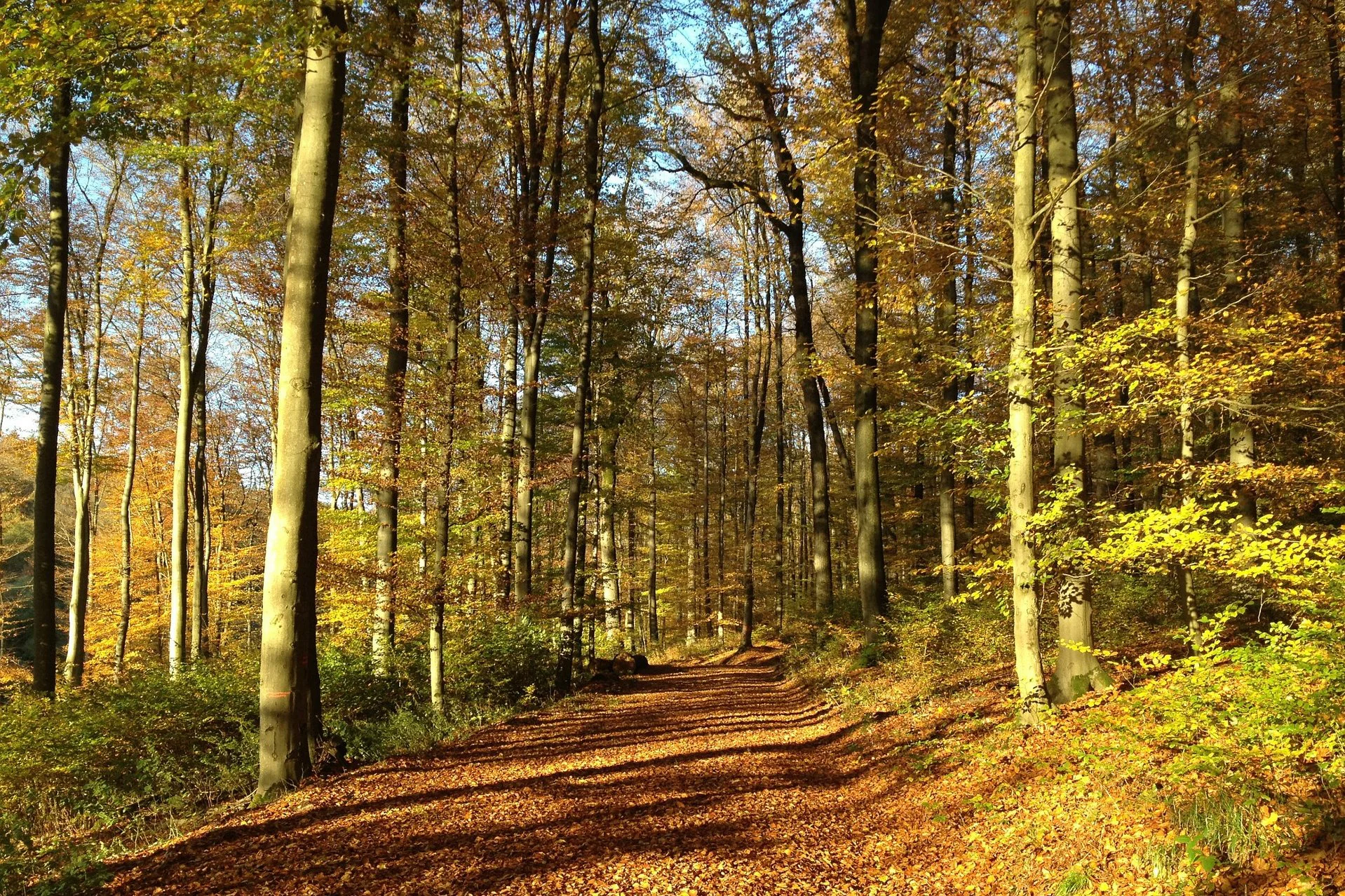 Ein Waldweg, links und rechts von ihm stehen große Bäume
